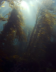 A kelp forest photographed in the temperate waters of Vic... by Cal Mero 
